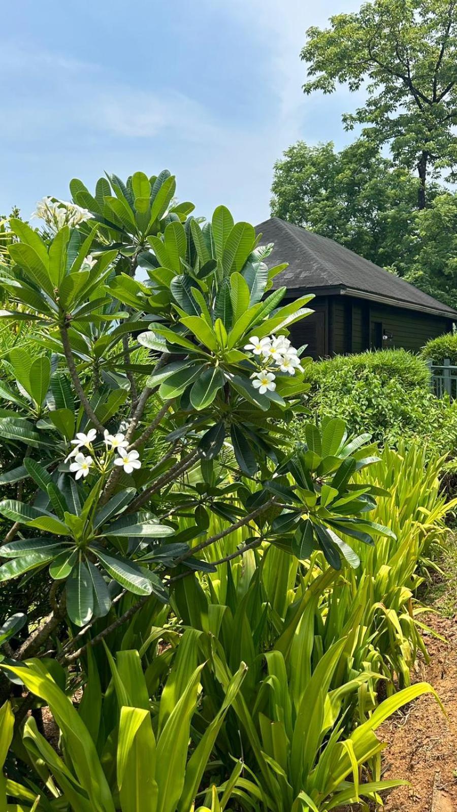 The Postcard Hideaway, Netravali Wildlife Sanctuary, Goa Vichondrem Exterior foto